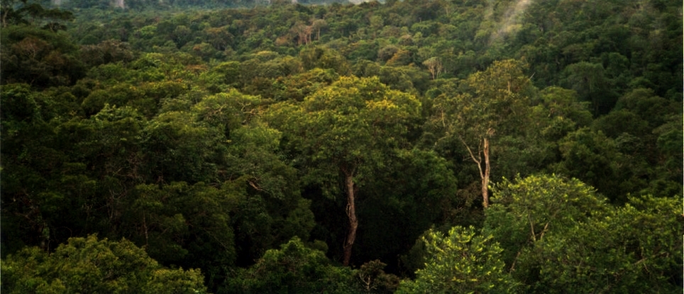 Amazon_Manaus_forest